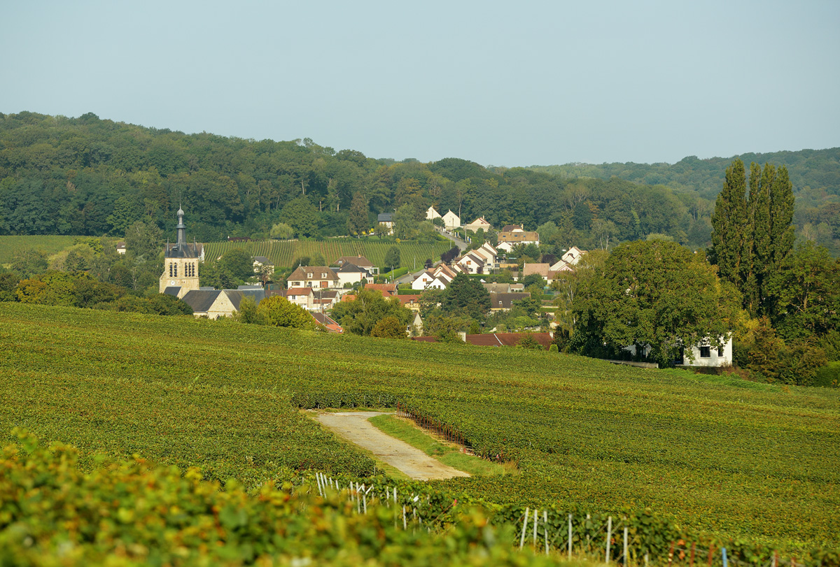 Champagne DIDIER DUCOS