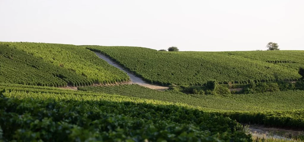 Champagne Allouchery-Bailly