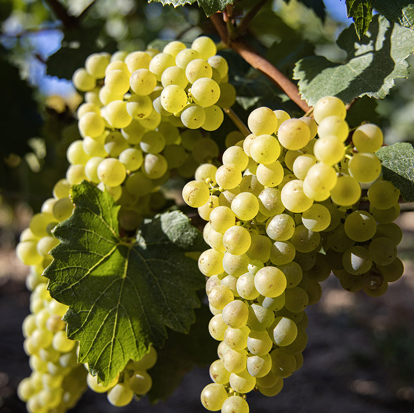 Champagne Olivier Lassaigne