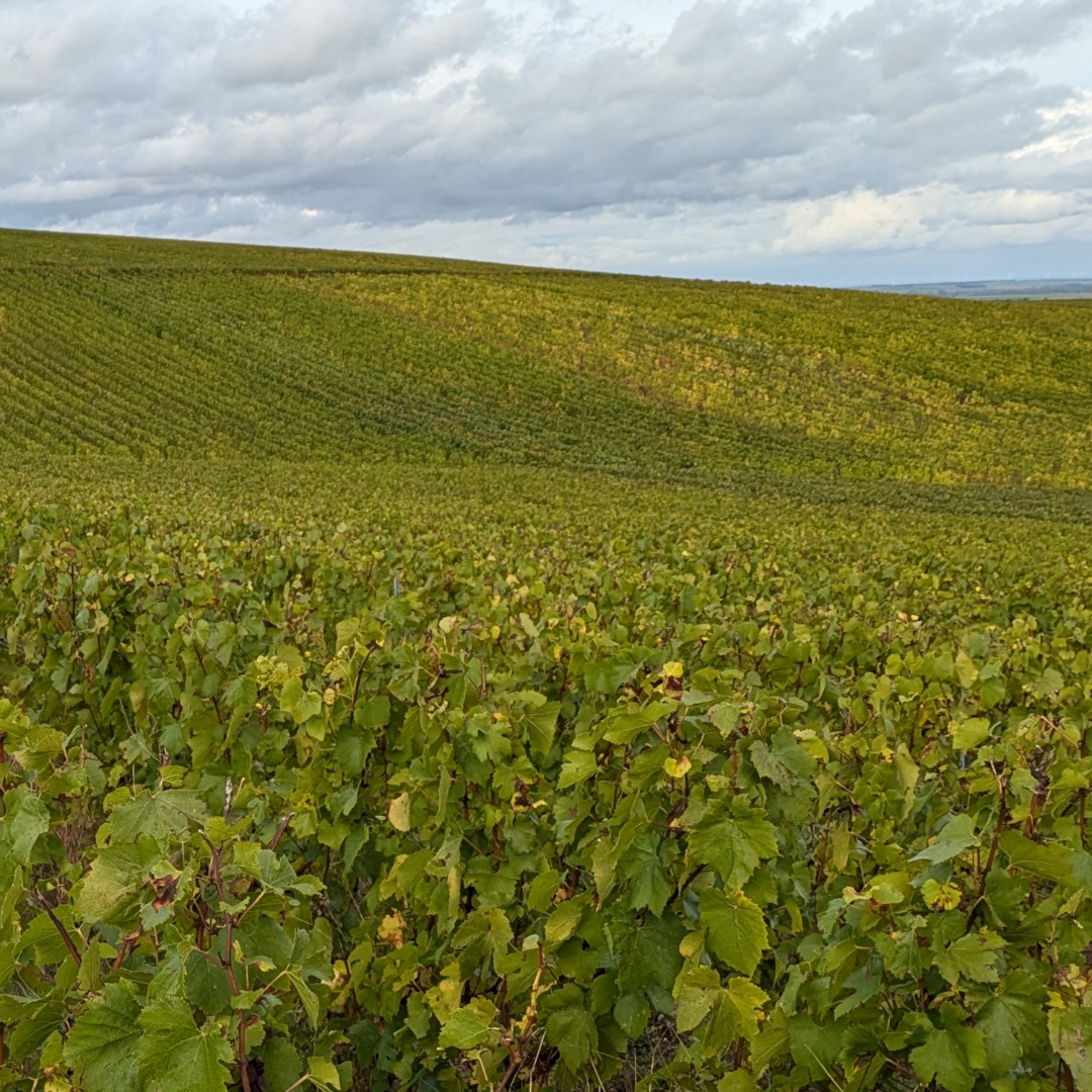 Champagne Beaudouin Nirel