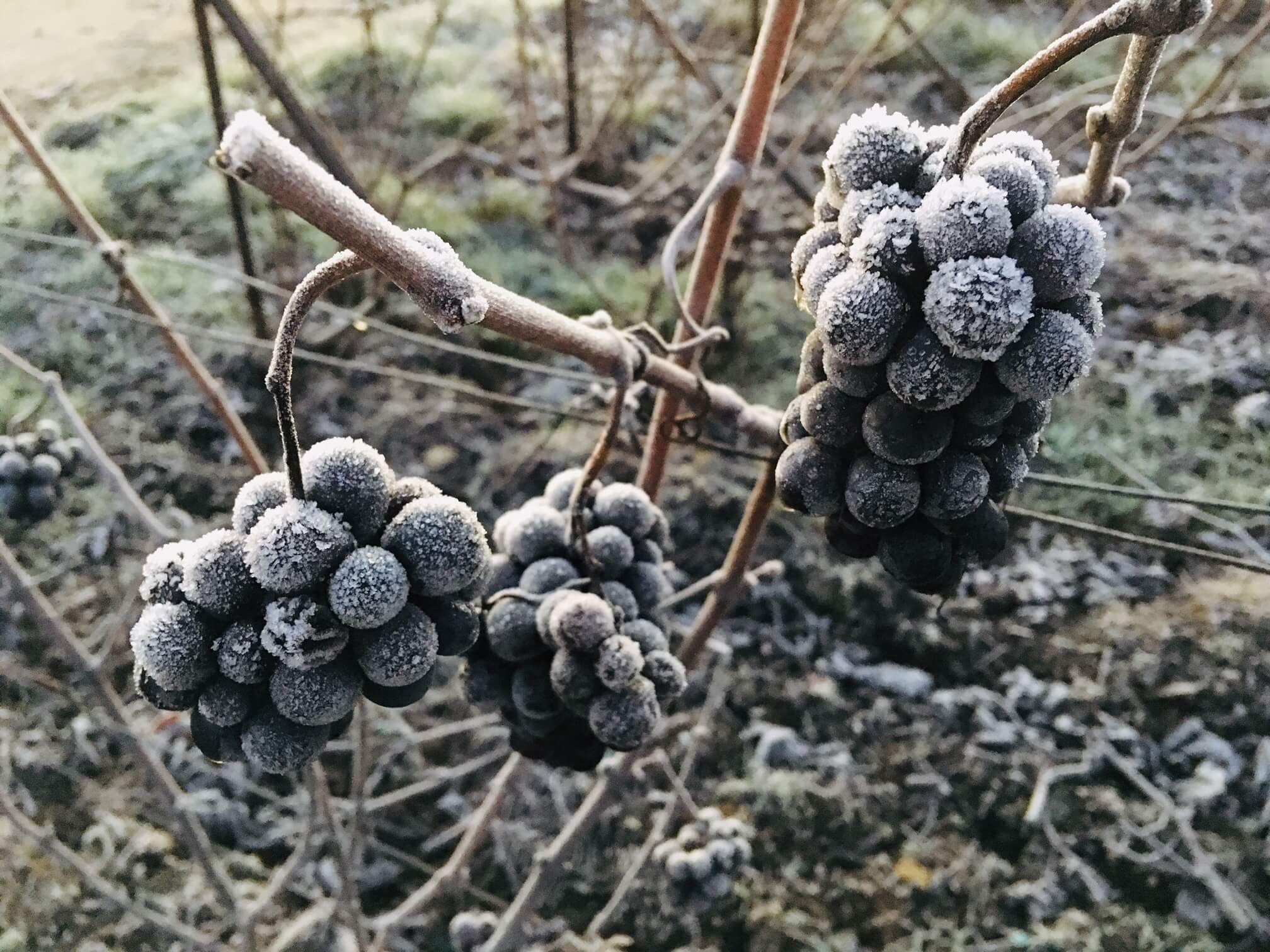 Champagne Thevenet Delouvin