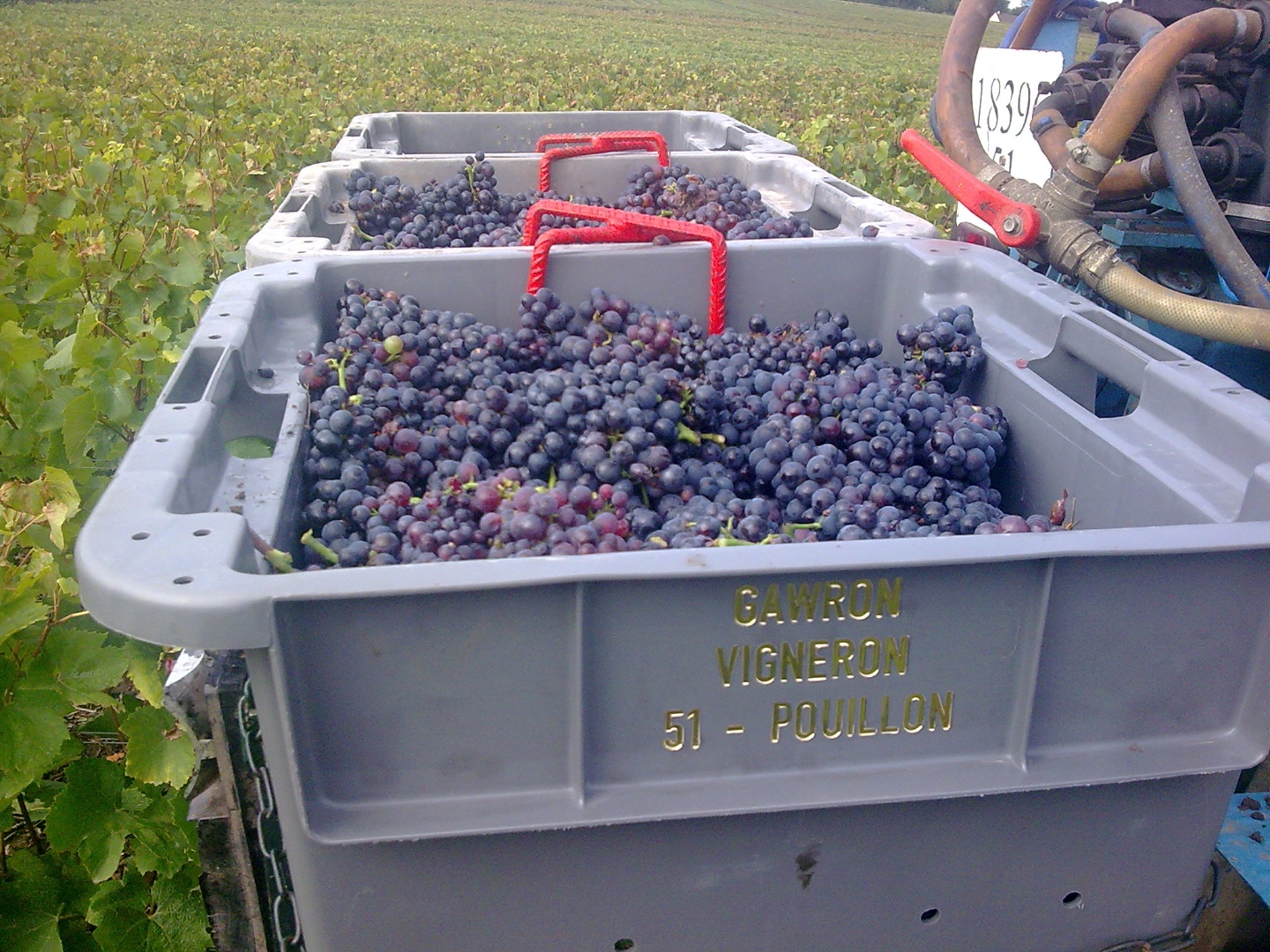 Champagne Michel GAWRON