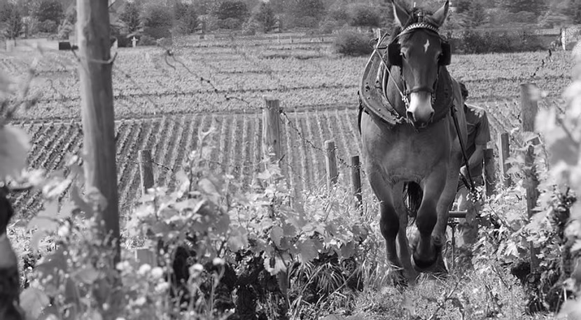 Champagne Grasset-Stern