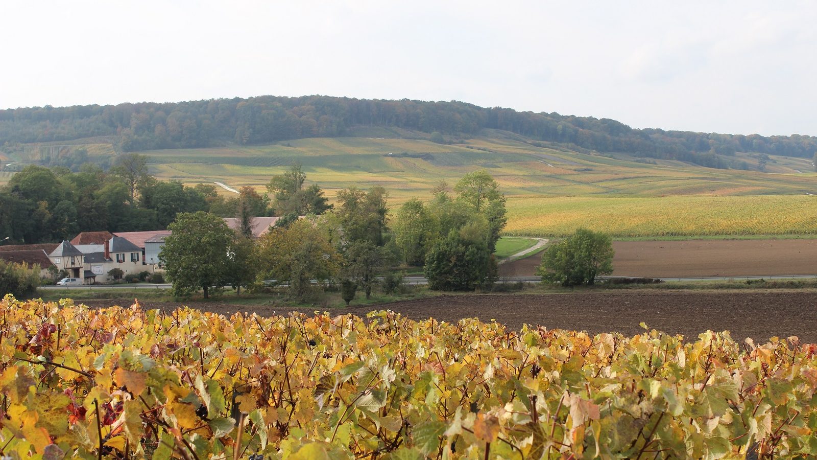 Champagne Lacuisse Frères