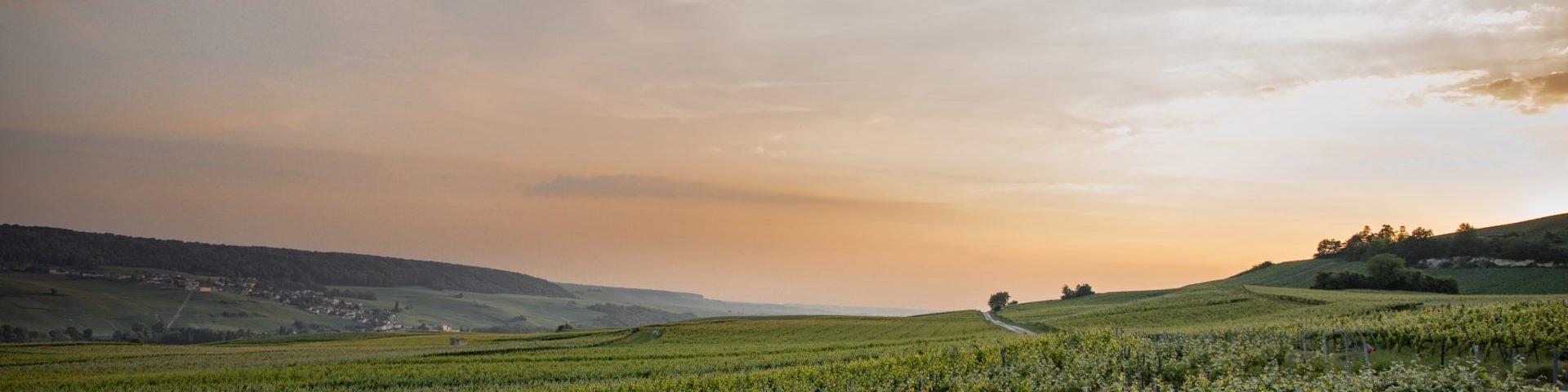 Champagne Maurice Grumier