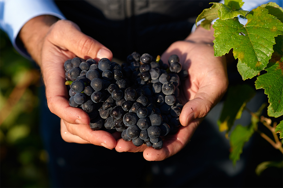 Cellar Tour and Tasting - 1h