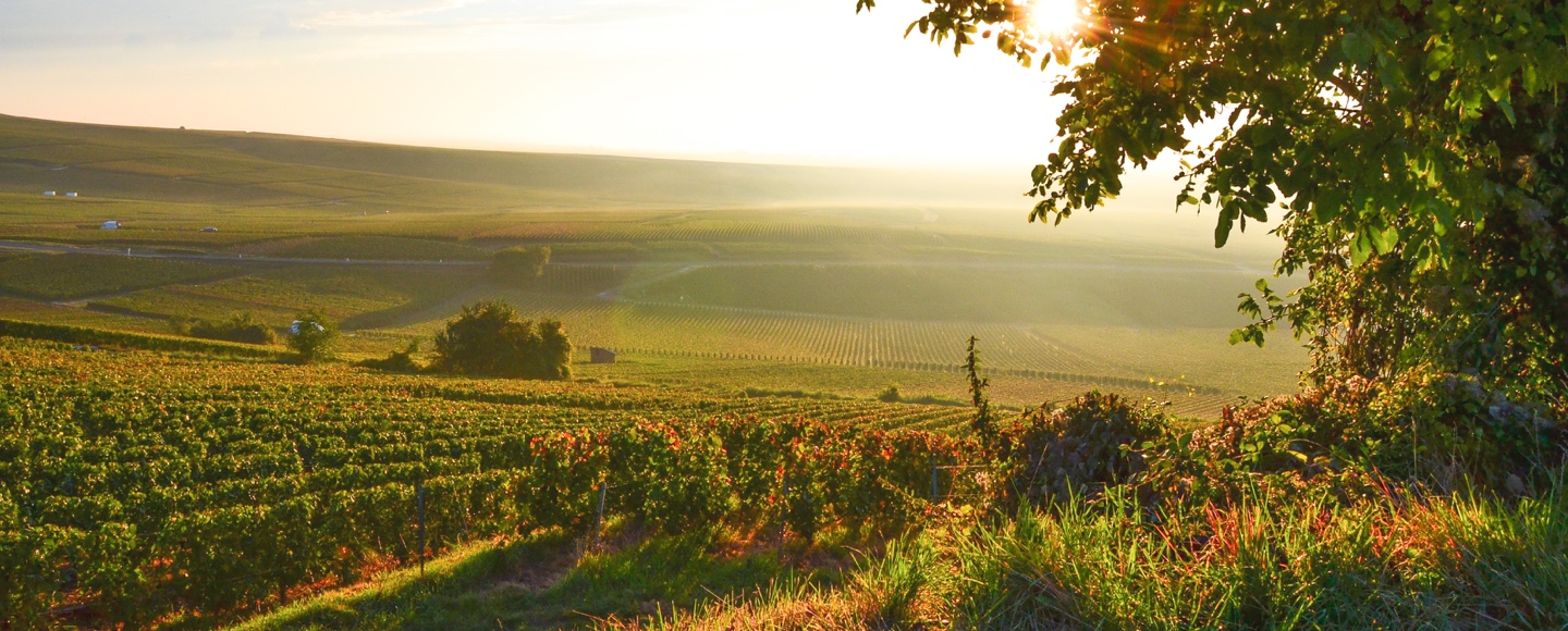 Champagne Larmandier-Bernier