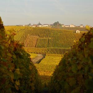 Champagne Diot-Legras