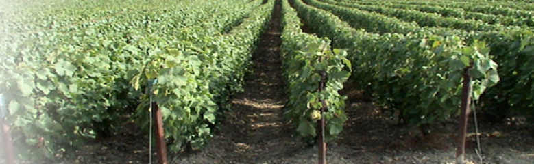 Champagne Jean-Luc BONDON EI